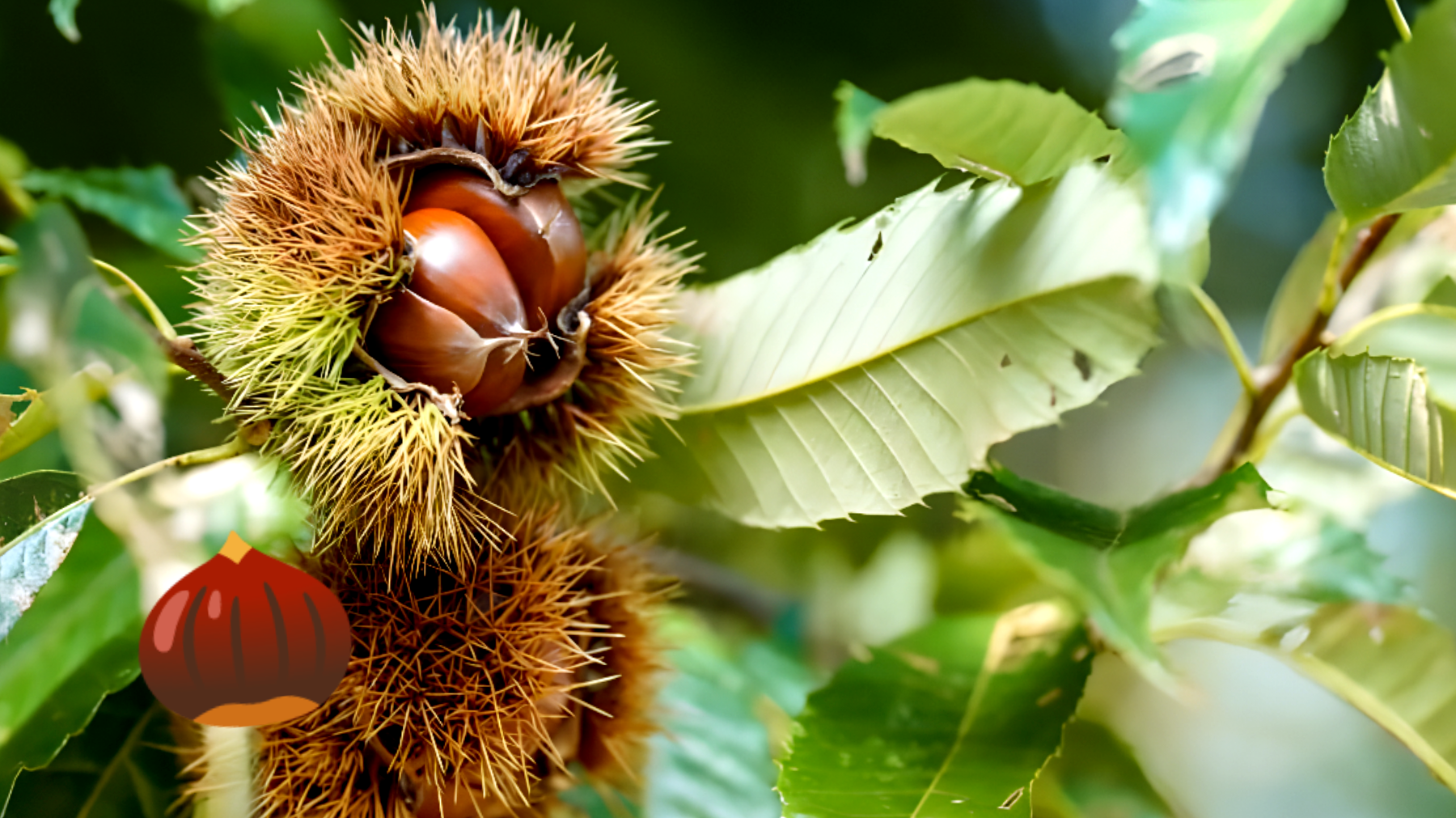 Scopri le strategie segrete per una raccolta perfetta delle castagne